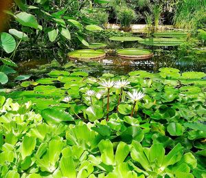 Water lily in pond