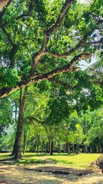 Trees in forest