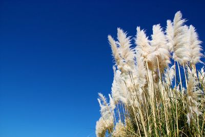 Close-up of white flowers against clear blue sky