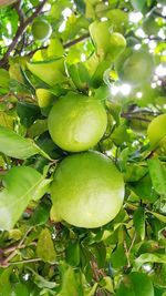 Close-up of apples on tree