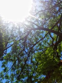 Low angle view of trees in forest