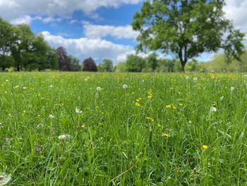 Scenic view of grassy field against sky