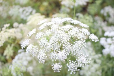 Close-up of flowers blooming outdoors
