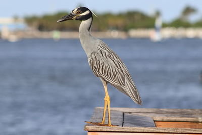 Close-up of bird perching on a sea