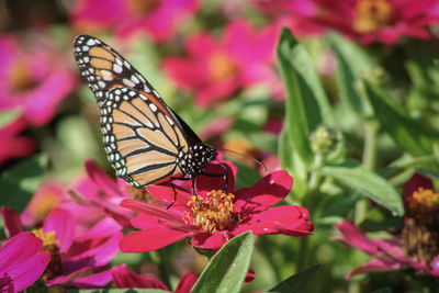 Close-up of butterfly pollinating on pink flower