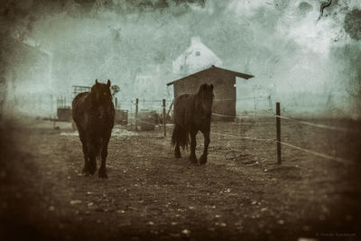 Horse on ground