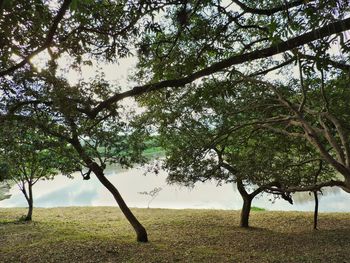 Trees on field