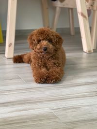 Portrait of dog sitting on floor at home