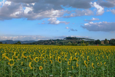 Scenic view of oilseed rape field against cloudy sky