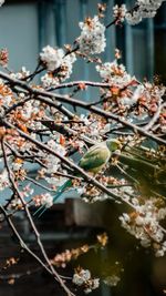 Close-up of white cherry blossom tree