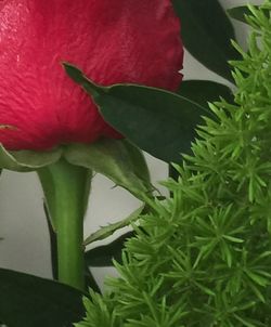 Close-up of red flower