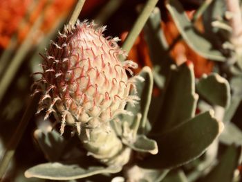 Close-up of succulent plant