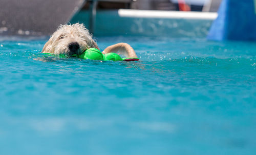 Dog carrying toy in mouth while swimming in pool