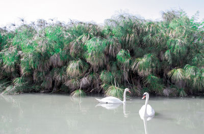 Swans swimming in lake