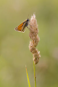 insect