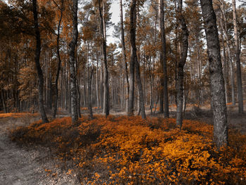 Pine trees in forest during autumn