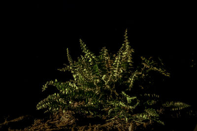 Low angle view of trees against sky at night