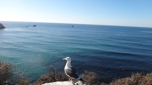 Seagull perching on rock with sea in background