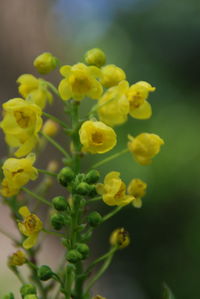 Close-up of yellow flower