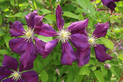 Close-up of purple flowering plants