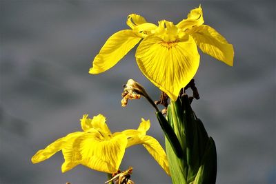 Close-up of yellow flowering plant