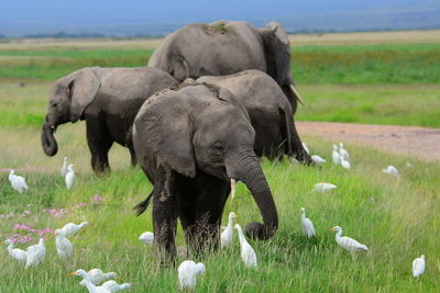 Calves and elephant with white birds on field