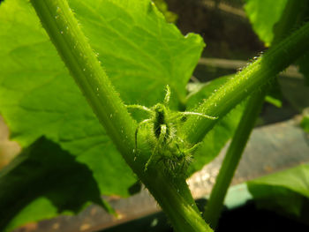 Close-up of insect on plant