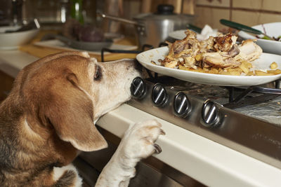 Beagle dog looking plate from table