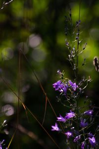 Close-up of butterfly on plant