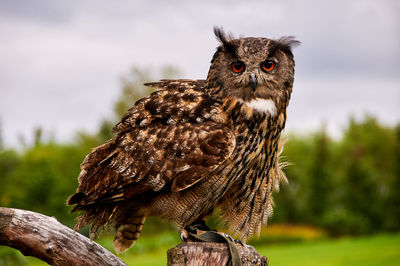 Portrait of owl against sky