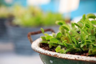 Close-up of venus flytrap plants