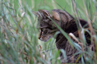 Close-up of a cat on field