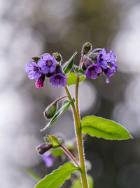 Close-up of purple flowering plant