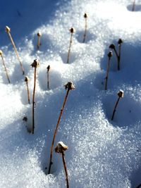 Snow covered trees