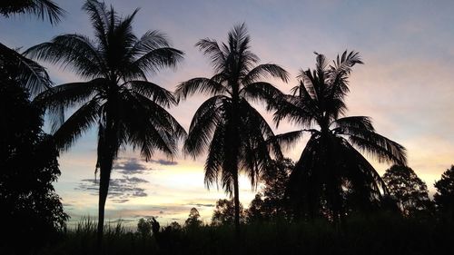 Low angle view of coconut palm trees against sky during sunset