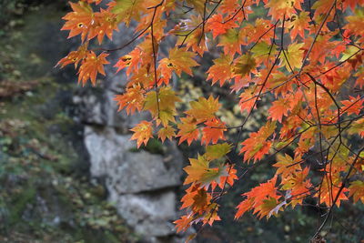 Close-up of maple leaves on tree