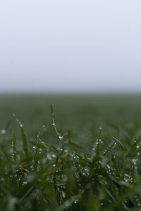 Close-up of wet grass