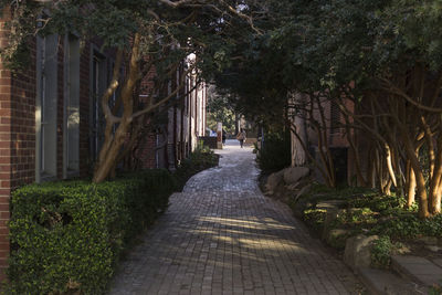 Footpath amidst trees in city