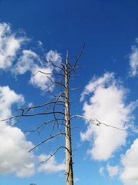 Low angle view of bare tree against blue sky