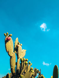 Low angle view of prickly pear cactus against blue sky