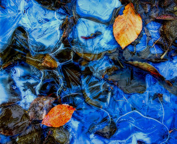 High angle view of autumn leaves floating on water