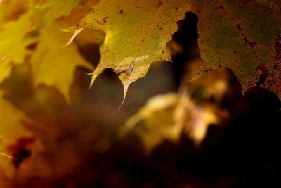 Close-up of yellow maple leaves during autumn