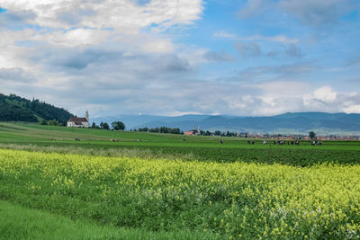 Scenic view of field against sky