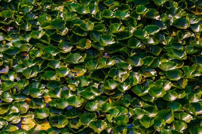 Full frame shot of fruit