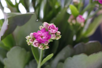 Close-up of pink flowers