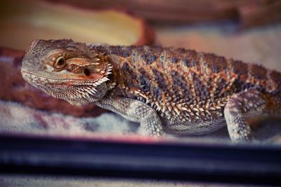 Close-up of lizard