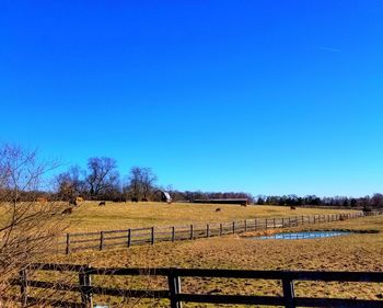 Scenic view of agricultural field against clear blue sky