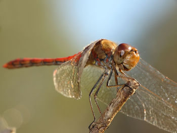 Close-up of insect on leaf