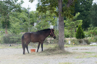 Side view of a horse