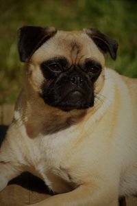 Close-up portrait of a dog